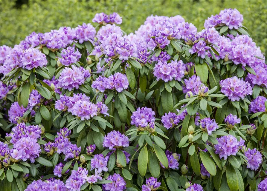 Rhododendron catawbiense