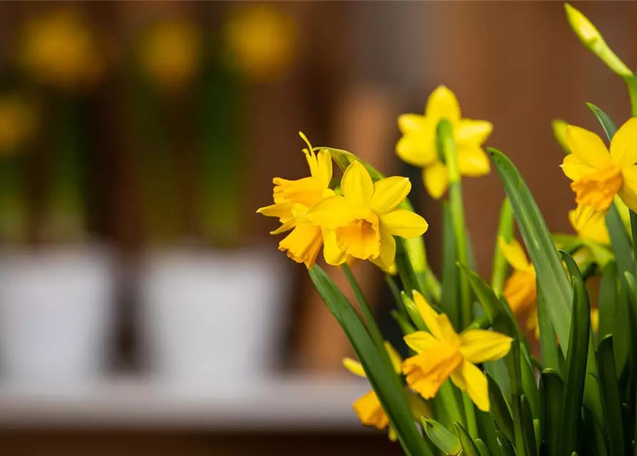 Narcissus pseudonarcissus