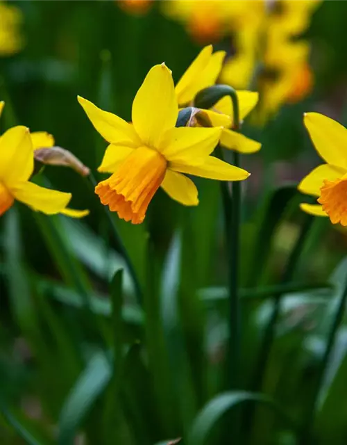 Narcissus pseudonarcissus