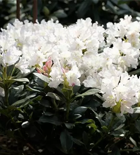 Rhododendron 'Cunningham´s White'