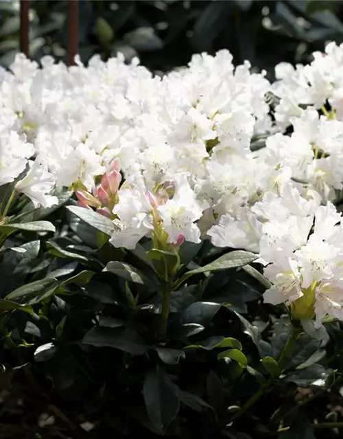 Rhododendron 'Cunningham´s White'