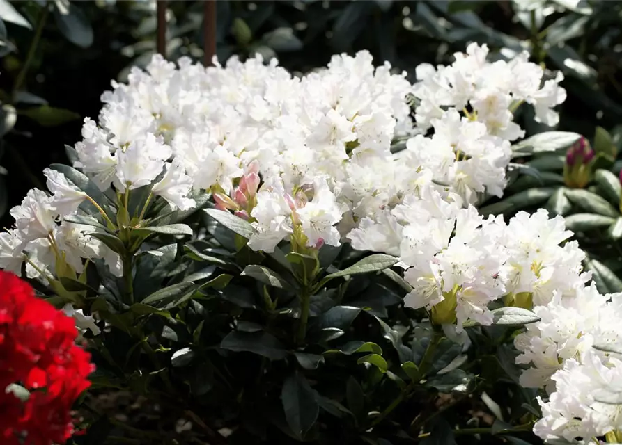 Rhododendron 'Cunningham´s White'