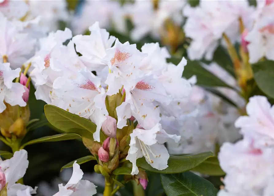 Rhododendron 'Cunningham´s White'