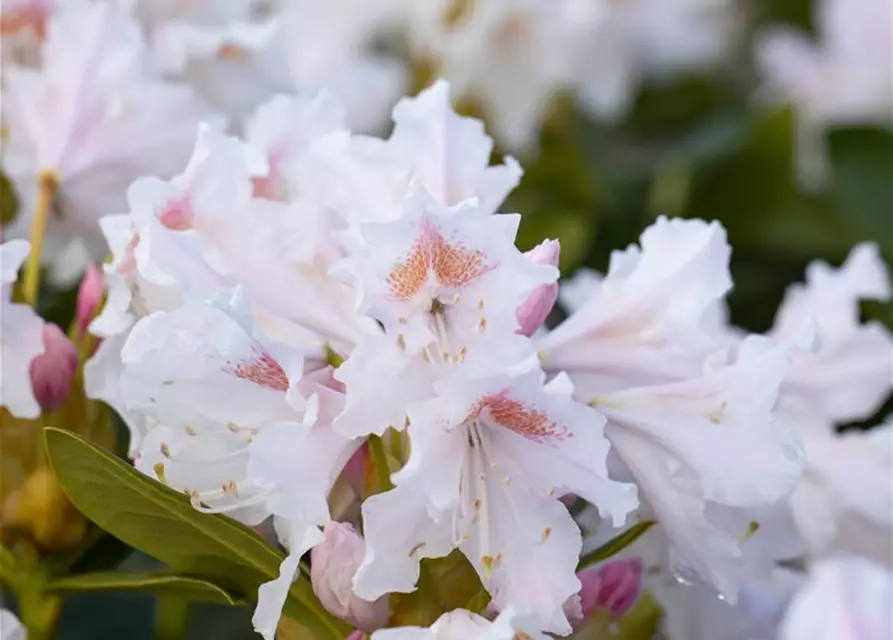 Rhododendron 'Cunningham´s White'