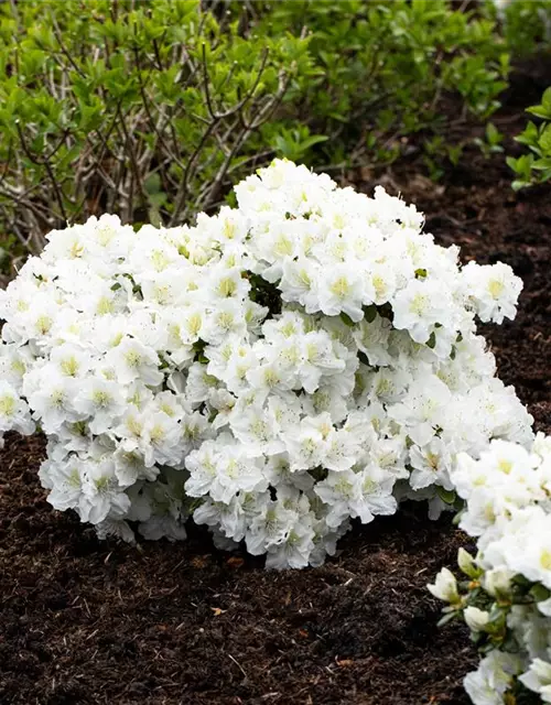 Rhododendron 'Cunningham´s White'