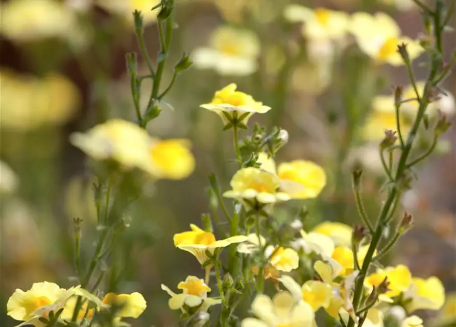 Nemesia