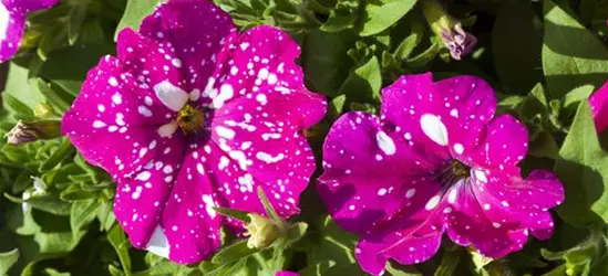 Petunia 'BabyDoll'®