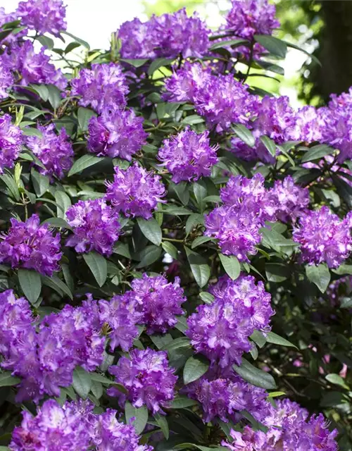 Rhododendron Hybride (großblumig)