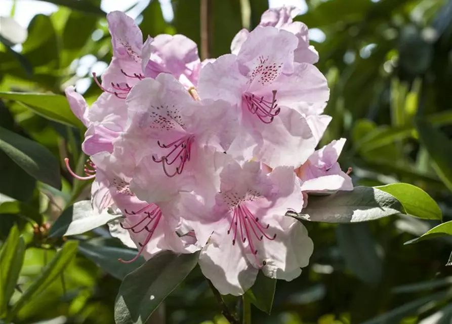 Rhododendron Hybride (großblumig)