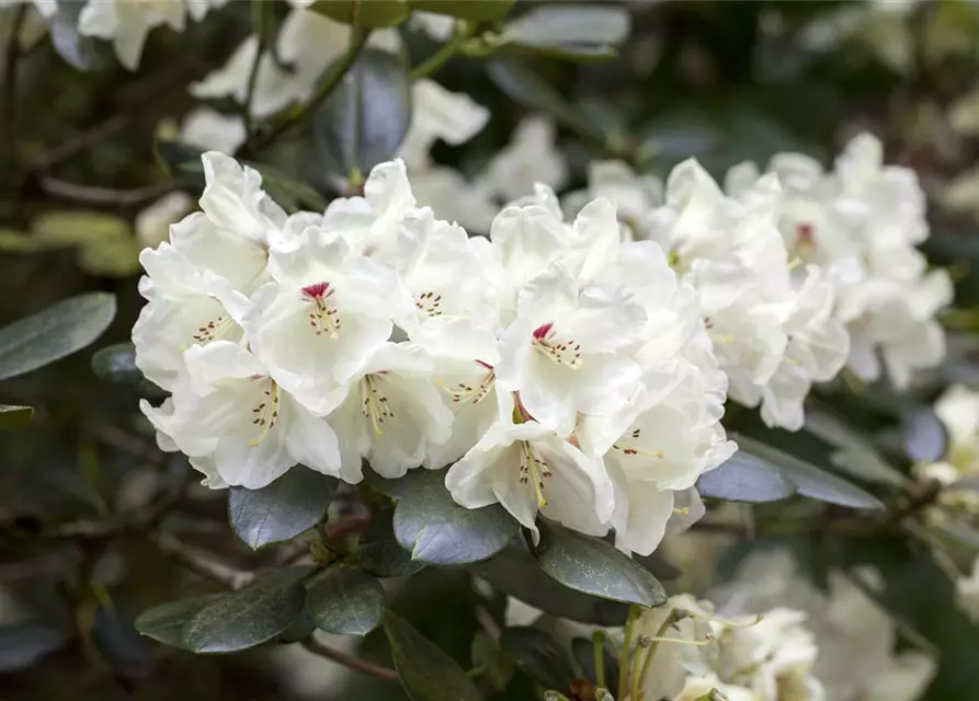 Rhododendron Hybride (großblumig)