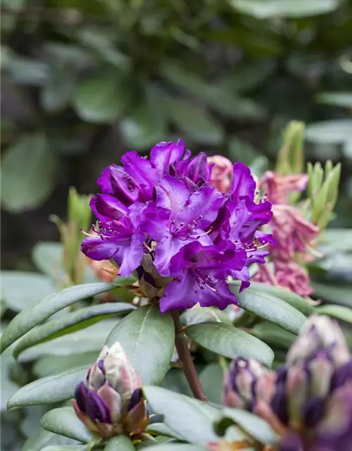 Rhododendron Hybride (großblumig)