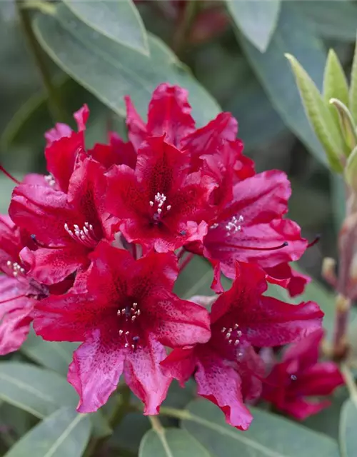 Rhododendron Hybride (großblumig)