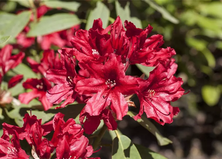 Rhododendron Hybride (großblumig)