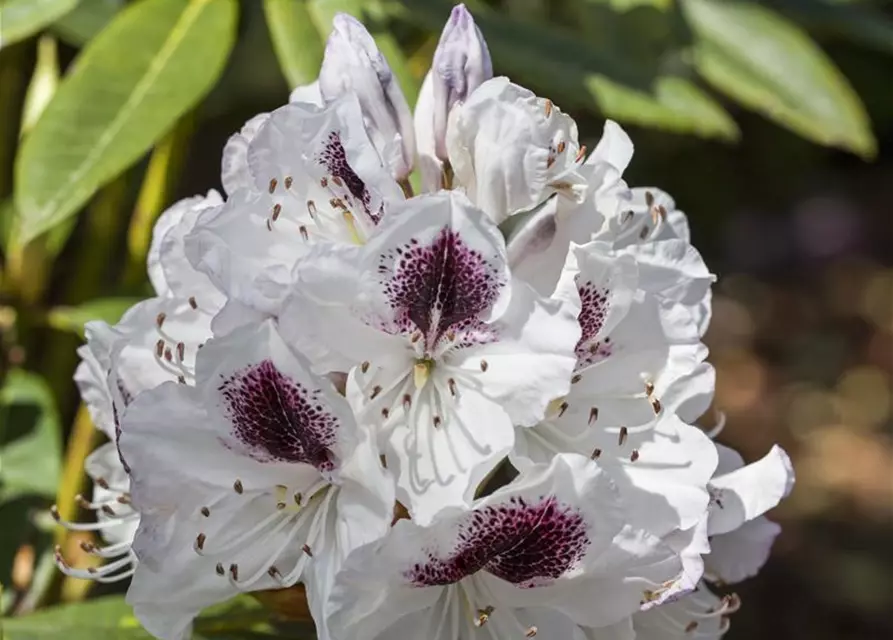 Rhododendron Hybride (großblumig)