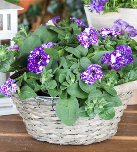 Petunia 'Night Sky'