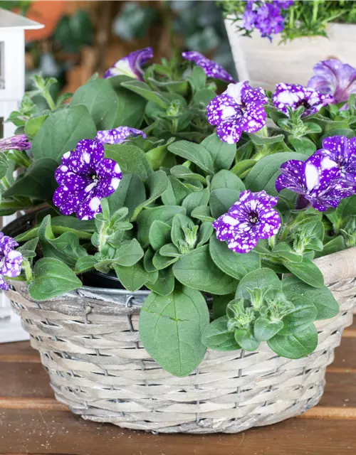 Petunia 'Night Sky'