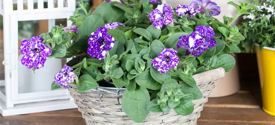 Petunia 'Night Sky'