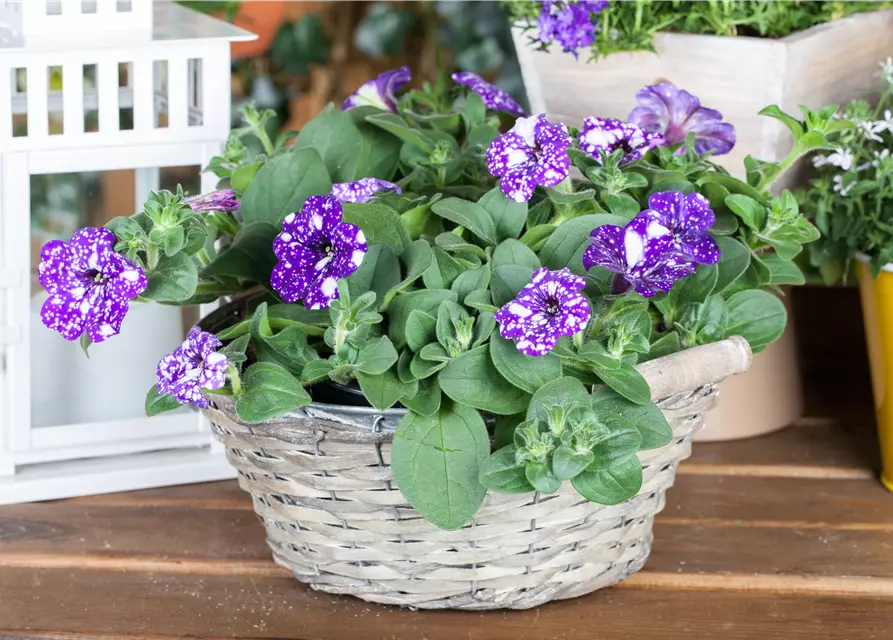 Petunia 'Night Sky'