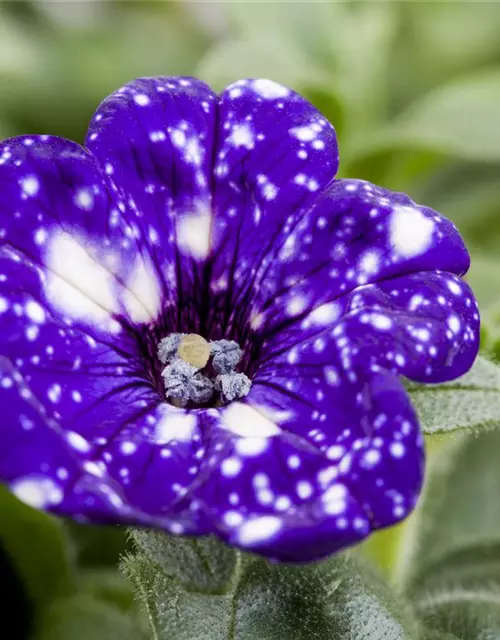 Petunia 'Night Sky'