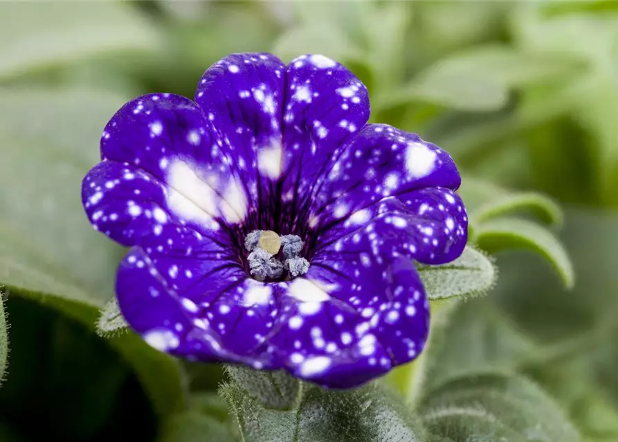 Petunia 'Night Sky'