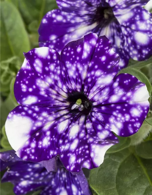 Petunia 'Night Sky'