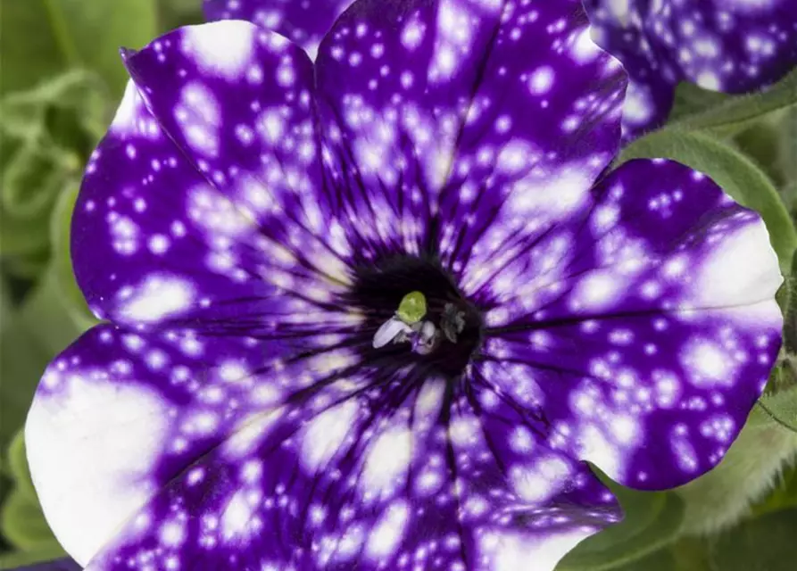 Petunia 'Night Sky'