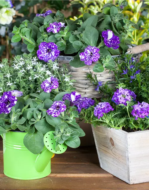 Petunia 'Night Sky'