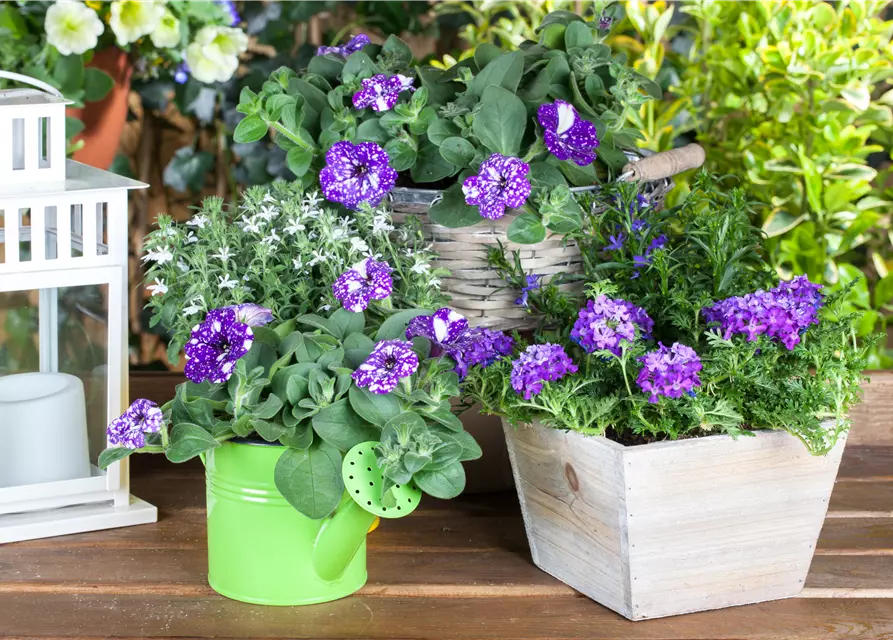 Petunia 'Night Sky'