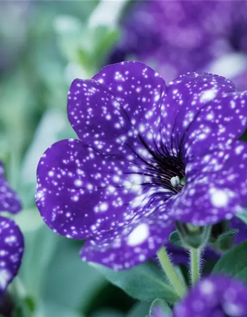 Petunia 'Night Sky'