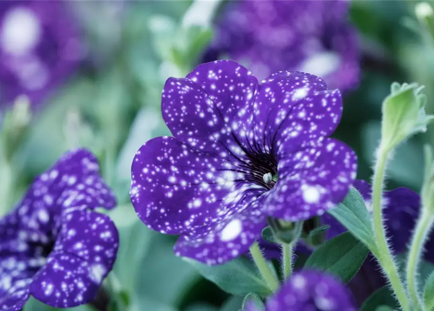 Petunia 'Night Sky'