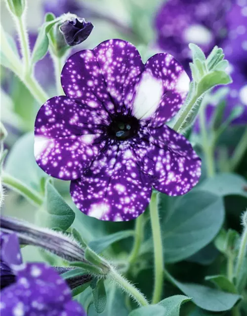 Petunia 'Night Sky'