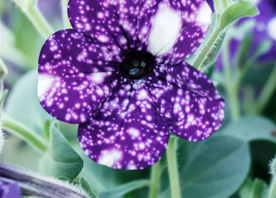 Petunia 'Night Sky'