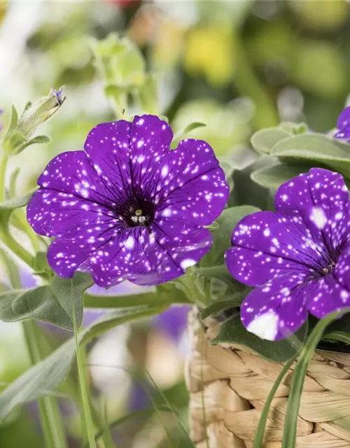 Petunia 'Night Sky'