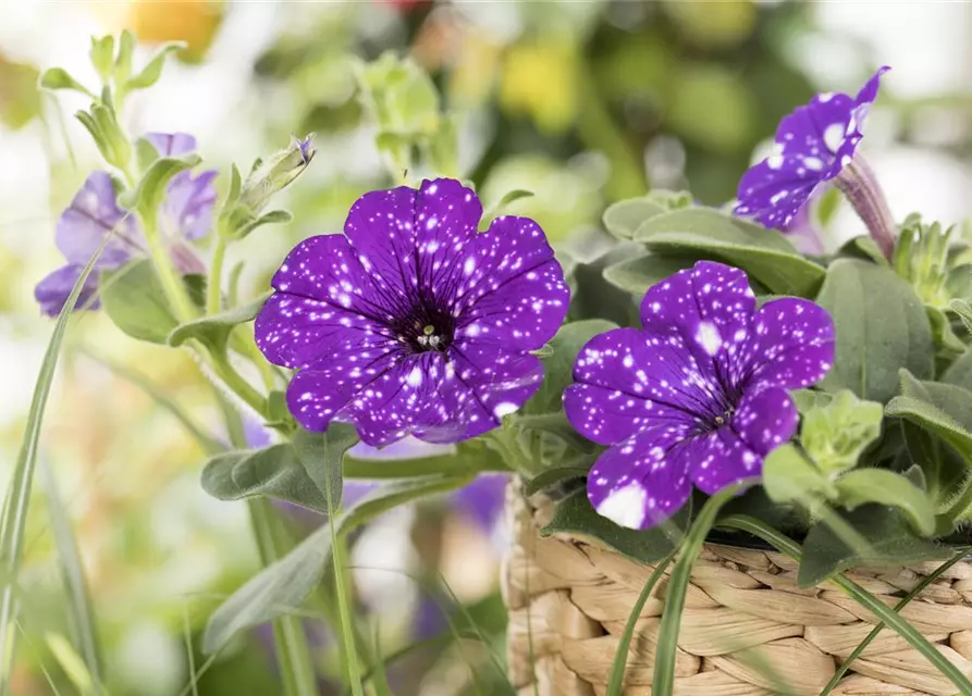 Petunia 'Night Sky'