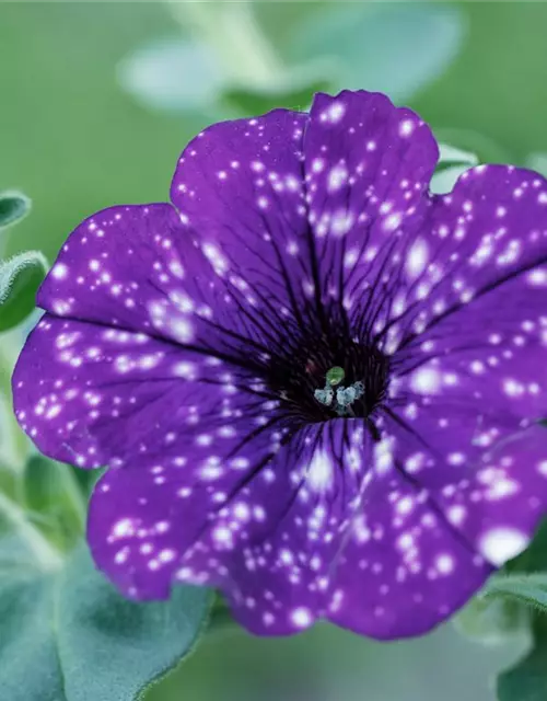 Petunia 'Night Sky'