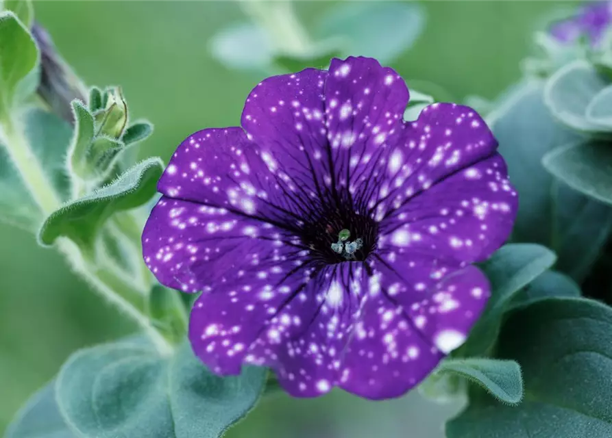 Petunia 'Night Sky'