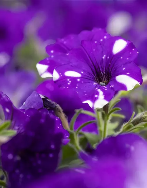 Petunia 'Night Sky'