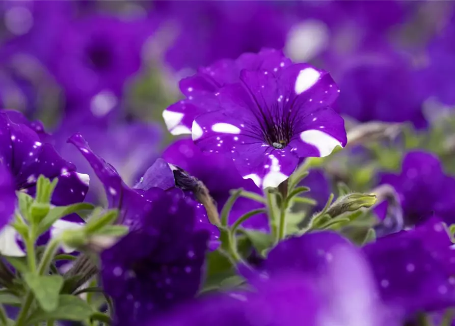 Petunia 'Night Sky'