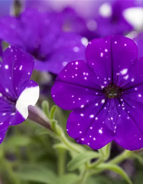 Petunia 'Night Sky'