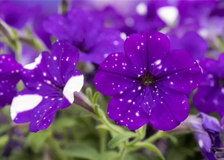 Petunia 'Night Sky'