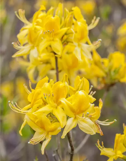 Rhododendron luteum