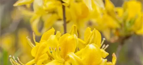 Rhododendron luteum