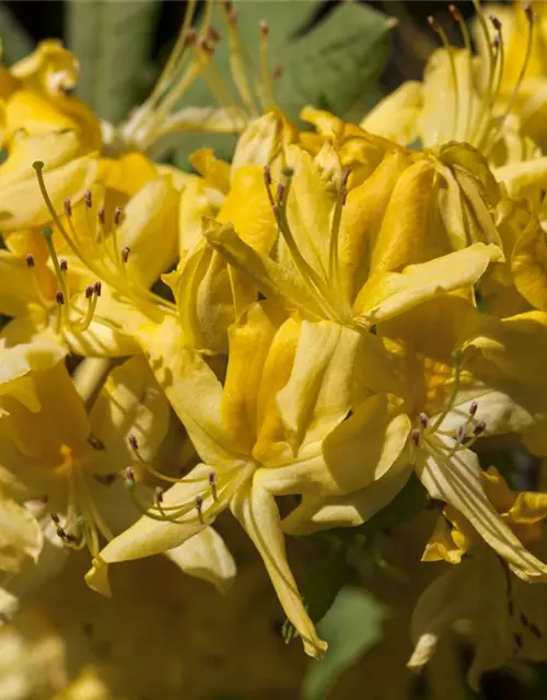 Rhododendron luteum