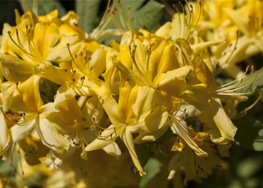 Rhododendron luteum