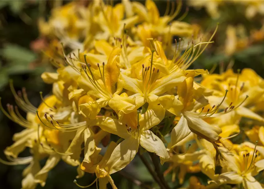 Rhododendron luteum