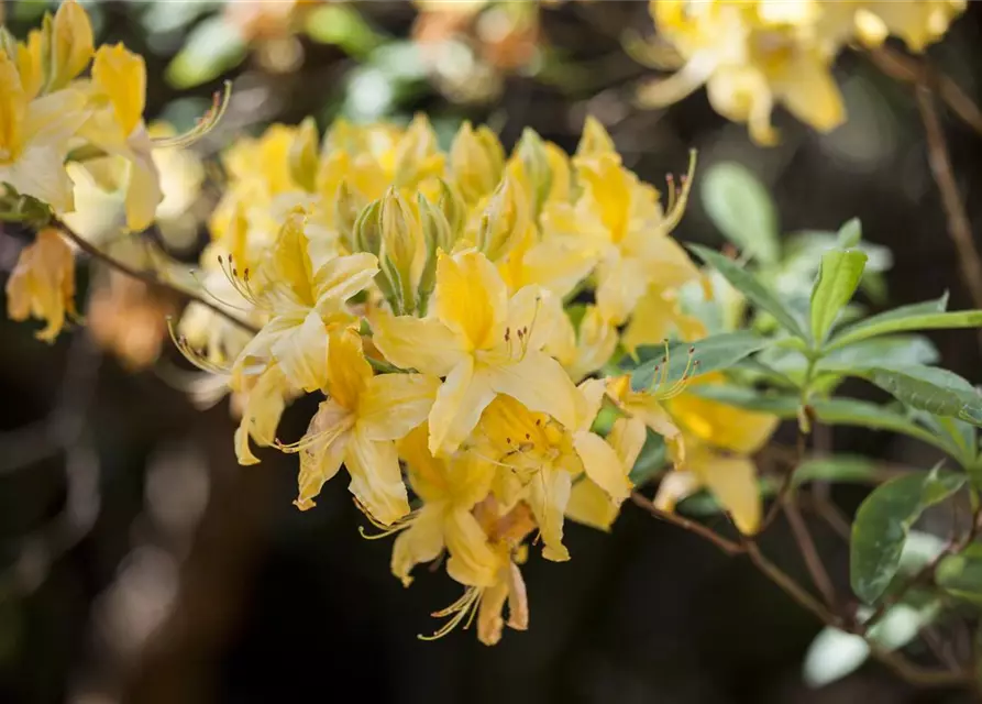 Rhododendron luteum