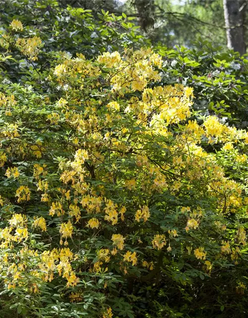 Rhododendron luteum