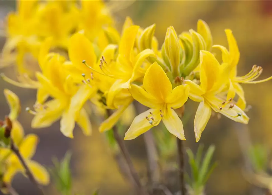 Rhododendron luteum