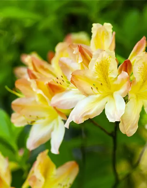 Rhododendron luteum