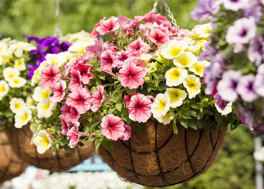 Petunia 'Potunia'®